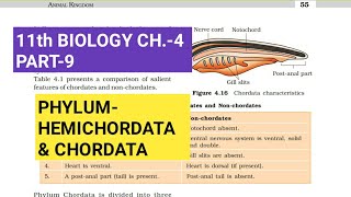 Class 11 BiologyCh4 Part9PhylumHemichordata amp ChordataStudy with Farru [upl. by Muriel17]