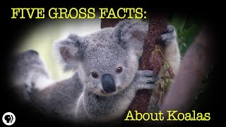 5 Gross Facts About Koalas [upl. by Tada]