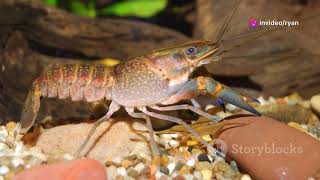 Crayfish Farming 101 How to Raise and Harvest Freshwater Crayfish for Profit [upl. by Cheffetz]