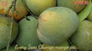 Mango himsagar mango aam himsagar aam 2020 hisagar mango [upl. by Eniaral]