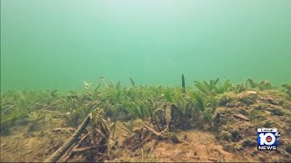 Invasive seagrass impacting South Florida came from Caribbean [upl. by Osi]