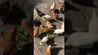 Chickens vs Lettuce [upl. by Georgette]