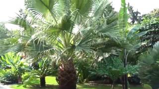 Washingtonia filifera 2018 [upl. by Campos]