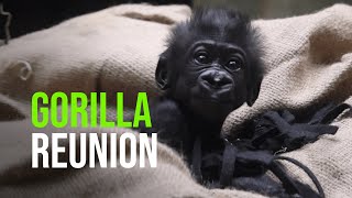 Premie Baby Gorilla Handreared To Full Recovery And Rejoins His Troupe [upl. by Euqirne]