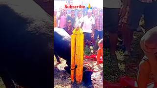 Nepali festival 😱🔥👈 shorts trending youtubeshorts nepalifestival [upl. by Egerton]