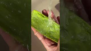 Viral instant Glowing Face Pack  Aloe Vera for Glowing Skin shorts aloevera [upl. by Maure]