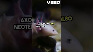 Axolotl  Real Life Pokemon didyouknow funfacts [upl. by Gerdeen]