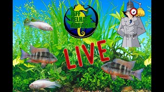 Jeff Pelhams aquatics is live [upl. by Tina]