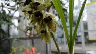 Popping pollen Catasetum sanguineum in action  THE HUNTINGTON [upl. by Htez]