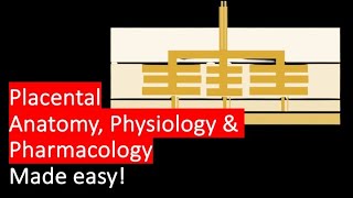 PLACENTA Anatomy Physiology and Pharmacology for Anaesthesia and Critical Care MADE EASY [upl. by Razid]