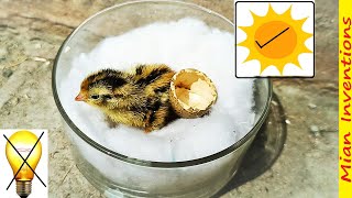 Quail hatching in sunlight without Egg incubator [upl. by Pritchard]