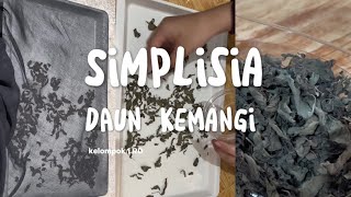 Preparasi Simplisia Daun Kemangi Ocimum basilicum Praktikum Fitokimia I [upl. by Ardnossak]