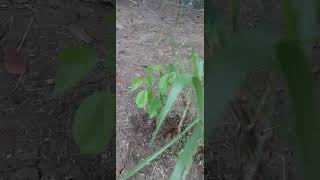 Mulberry tree planting for our goats goatfarming goatlovers goatlife goat naturelife goatfeed [upl. by Hyacintha]