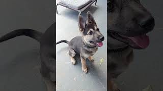 Training my Shepsky bella shepsky puppy [upl. by Hannavahs366]