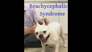 Brachycephalic syndrome explained well Or why does my dog snore and how can I help [upl. by Ilonka]