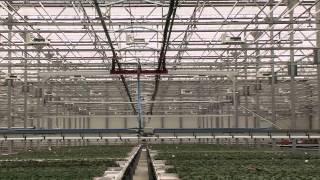 CleanLight  UV Crop Protection  Horticulture Promotion Movie [upl. by Albright751]