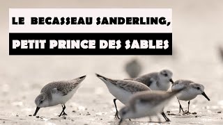 Le bécasseau sanderling petit prince des sables [upl. by Bedelia]