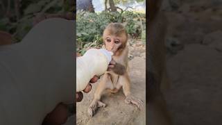 Baby monkey drinking milk 🍼🐵 bandar monkeyvideo monkey 01540 [upl. by Griffis187]