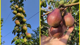 20 de soiuri de pere la prezentare ✅🍐😋 [upl. by Katti]