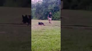 German Shepherd Dog Dark Sable Color germanshepherd germanshepherdtraining dogtraining [upl. by Yuu]