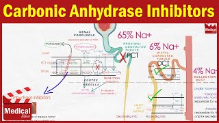 Pharmacology CVS 7 Diuretics  Carbonic anhydrase inhibitors  Loop and Osmotic diuretics [upl. by Elcarim]