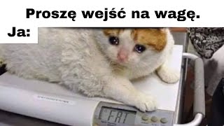 Najlepsze Memy Tygodnia đź¤Ł 1 GODZINA MEMĂ“W  Polskie memy 2024  Memy po Polsku [upl. by Annaigroeg937]