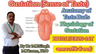 Gustation Sense of Taste  Anatomy of Taste Bud amp Gustation Pathway  HAPI  BP101T amp ER2014T [upl. by Ruella]