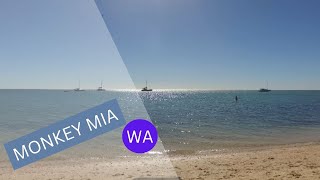 The Best Things To Do In Monkey Mia Western Australia [upl. by Coco920]