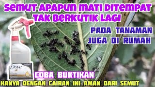 Racun semut paling jahat  semua jenis semut mati seketika ditempat [upl. by Aurelea]