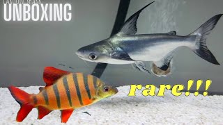 Unboxing paroon shark  six bar Distichodus fish  giveaway update  best Aquarium in Coimbatore [upl. by Aitret]