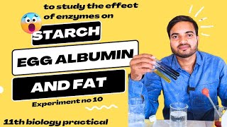 To study the effect of enzymes on starch egg albumin and fat 11thbiologypractical [upl. by Kcid]