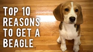 Top 10 Reasons To Get a Beagle [upl. by Ibib924]