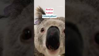 Australien Koalas bekommen Chlamydien [upl. by Dyana571]