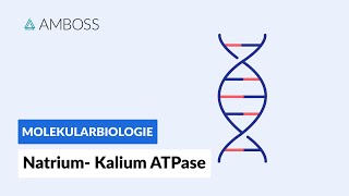 Funktionsweise der NatriumKaliumATPase  Biochemie  Physiologie  AMBOSS Video [upl. by Frame318]