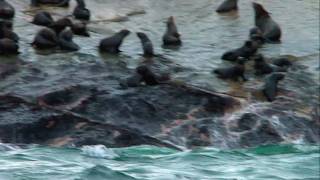 Deadly Waters  South African Sharks [upl. by Haniraz]