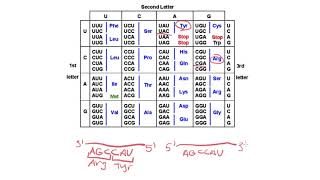 How to read a codon chart [upl. by Campney]