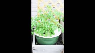 How to get more tomatoes from your tomato plant with the Waterboxx [upl. by Gow494]