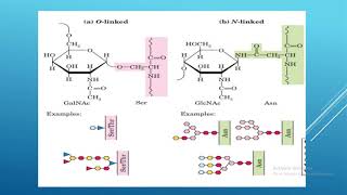 biochemistry glycoconjugates [upl. by Clarise]