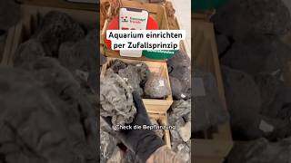 Aquarium einrichten nach Zufallsprinzip aquarium aquascape aquaristik aquariumhobby [upl. by Aikahc]