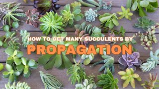 Double Your Succulent Collection in 1 Month with These PROPAGATION Secrets [upl. by Bari666]