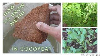 Can we Grow in only CocoPeat How to Grow Methi [upl. by Terr]