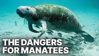 The Dangers For Manatees  Friendly Giants [upl. by Irabaj]