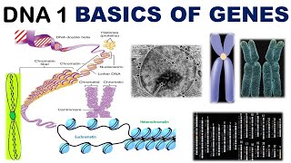 Basics of Genetics  Chromatin  Chromatid  Chromonema  Chromomere  Heterochromatin  Euchromatin [upl. by Pownall]