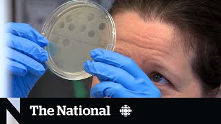 This Winnipeg biotech lab is using viruses to kill drugresistant bacteria [upl. by Adle]