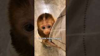 Baby monkeys abandoned by their biological mothers animals love shorts [upl. by Toland]