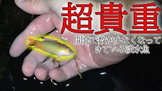 【純血】超貴重な激レア魚を捕獲しました【闘魚釣り 後編】 [upl. by Arrimat]