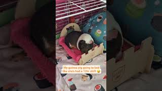 How Lazy Are Piggies [upl. by Jodi]