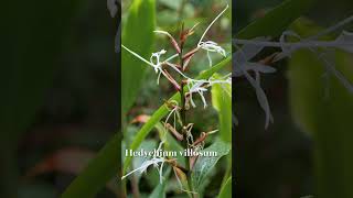 The Beautiful Hedychium Villosum  Good Housekeeping UK [upl. by Glass]