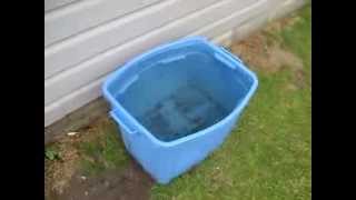 Collecting Rainwater From Leaking Gutters [upl. by Attenev]