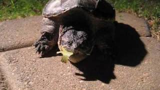 Snapping Turtle Leaping [upl. by Enymzaj]